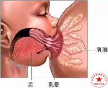 南陽月嫂泓德家政公司_漲奶怎么辦？